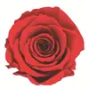 Rosa Individual con Tallo, Flor Eterna, Día de San Valentín, Día del Maestro, Regalo de Cumpleaños para Novia, Decoración de Ramo