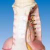 ZM1185-1 Modelo Vertical Modelo Anatômico Humano Modelo de Ensino Médico
