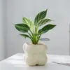Platina Diamante Vaso Planta Verde Planta de Interior Mesa Fácil de Cuidar Jiboia Hidropônico Purificar Ar Sempre Verde Todas as Estações