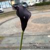 2025 Nueva Boda Morada Flor Artificial Bola de Cebolla Verde Nieve Iris Hierba Golondrina Voladora Orquídea Flor Artificial de Boda Venta al por Mayor