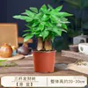 Árvore da Fortuna Flor em Vaso Planta Verde Planta em Vaso para Sala de Estar Interna Grande Trazedora de Fortuna Estilo Zen Chinês Quatro Estações Pequeno Vaso Bonsai