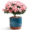 Rododendro Planta de Flor en Maceta Flor de Interior con Capullos, Montón Viejo Grande, Flores Floreciendo en Todas las Estaciones, Plantas Verdes Fáciles de Cultivar y Vivir