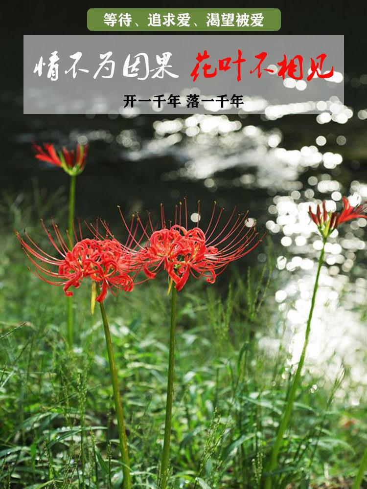 彼岸花详细1.JPG