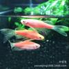 Peixe-Zebra Asa de Borboleta Cauda Longa Maçã Verde Mirtilo Limão Verde Esmeralda Peixe-Zebra Peixe Pequeno Vivo Peixe Tropical Ornamental