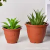 Macetas de Plástico Espesado, Phalaenopsis Estilo Pastoral, Árbol del Dinero, Plantas Verdes, Plantación de Plántulas Espesadas Plantas Verdes, Macetas de Plástico
