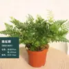 Samambaia Rabo de Lobo em Vaso Folhagem para Sala de Estar Interna Samambaia Pendente de Haste Longa Planta Verde de Mesa Tolerante à Sombra e Resistente ao Frio Flor Espelho Planta