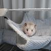 Rede Super Confortável para Animais de Estimação para Esquilos Voadores e Hamsters, Saco de Dormir Suspenso para Esquilos, Rede Quente de Lã de Camada Dupla