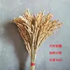 Panículas de Arroz Secas Flores Secas Arreglo para Exposición Decoraciones de Panículas de Arroz Adornos Decoración de Escaparate Paisajismo Accesorios para Fotografía