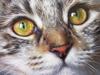Pintura de diamantes de comercio exterior transfronterizo de Amazon, nueva pintura decorativa de animales a color, hecha a mano, con pegatinas de diamantes.