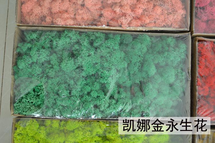 绿色苔藓