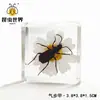 Especímenes de Resina de Insectos para Paisajismo, Incluyendo Escarabajos Rinoceronte, Escorpiones, Ciervos Volantes, Arañas; Regalos y Decoraciones Educativas de Ciencia; Pedido Mínimo de 3 Piezas