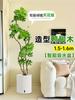 Planta Verde Grande para Sala de Estar con Forma de Pata de Pato, Planta en Maceta de Interior de Fácil Mantenimiento, Planta Verde Perenne de Pie para Oficina para Todas las Estaciones