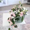 Flor Folha Bola Orquídea Rosa Variegada Bola Borda Dourada Flores Plantas Verdes Varanda Pendurar Trepadeira Plantas Floridas Plantas em Vasos Interior
