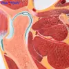 Ressonância Magnética Humana Quadril Esqueleto Músculo Seção Estrutura Modelo Anatômico Médico Ortopédico Dor Ciência Ensino Espécime