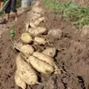 Batata Castaña de Piel Blanca y Pulpa Amarilla de Chaoshan, Guangdong, Huevos de Granja Recién Desenterrados, Batata Amarilla, Envío Gratis al por Mayor