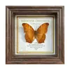 Marco de Fotos con Foto de Mariposa Real Pintura Decorativa Estilo Europeo Marco de Fotos Vintage Decoración de Mesa Adorno para Muebles Regalo de Cumpleaños Presente