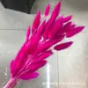 Rabo de Conejo Seco Flor Seca Ramo Flor Real Flor Inmortal Hierba de Cola de Perro Decoración del Hogar Materia Prima Fábrica Disparo Accesorios