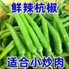 Pimentas Frescas de Hangzhou, Não Picantes, Podem Ser Comidas Cruas, Mergulhadas em Molho, ou Usadas como Fruta da Estação. Pimentas Frescas de Hangzhou Recém-Colhidas