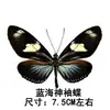 Venta Directa al Por Mayor de Fábrica de Especímenes Reales de Mariposas con Alas Extendidas, Diversos Insectos y Escarabajos, Accesorios para Fotos, Educación Científica, Especímenes Naturales
