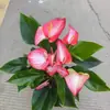 Color Soñador Rojo PalmaMelocotón Labios Color Soñador Palma, una planta hidropónica de cuatro estaciones, tolerante a la sombra y de fácil cuidado que elimina eficazmente el formaldehído