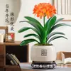 Planta Clívia Premium em Vaso com Botões de Flor, uma Rara Flor de Cabeça Redonda Nível Tesouro Nacional, Adequada para Uso Interno e Externo, Tolerante à Sombra, Planta de Mesa Fácil de Cuidar