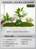 Musgo para Paisajismo de Plantas Verdes Plantas Artificiales Decoración Flores Artificiales Combinación Tropical para Interiores Paisaje de Ventana Persa Arreglo de Césped