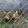 Tela de arame galvanizado para criação de galinhas, patos, gado e ovelhas, cercamento de pomares, fabricante de tela de arame de isolamento