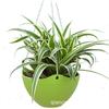 Suministro Base Phnom Penh Plantas en Maceta Chlorophytum Hojas Verdes Plantas Verdes Interior Escritorio Balcón Jardín