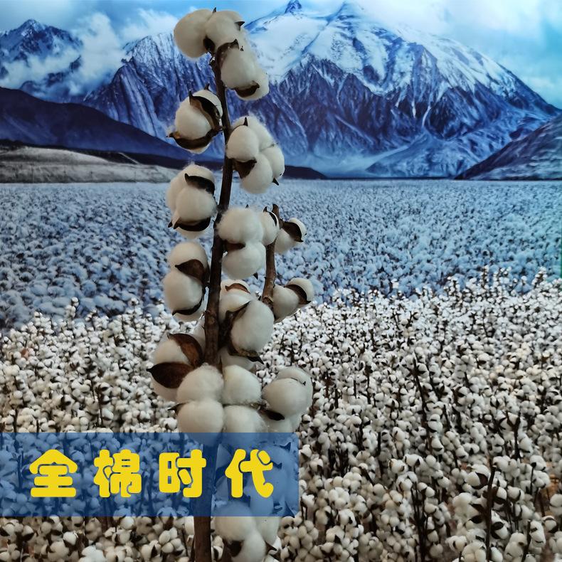 棉花图2.jpg