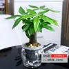 Árbol del Dinero Hidropónico Planta Pequeña en Maceta Escritorio de Oficina Vegetación Sala de Estar Prosperidad Bonsái Fácil de Cuidar Durante Todo el Año Árbol del Dinero
