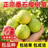 Planta de Fruta de Guayaba Árbol de Fruta de Guayaba Corazón Rojo Cuatro Estaciones Plantación del Sur Maceta de Patio Plantación en el Suelo Da Fruta el Mismo Año