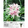 Plántulas de Orquídeas, Plantas de Phalaenopsis en Maceta, Clivias Florales y Plantas Verdes Fáciles de Cultivar, Florecen en Todas las Estaciones, Boutique para Sala de Estar Balcón con Aroma Fuerte