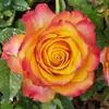Rosa miniatura, rosa de floración abundante, multiflora, tipo mini, florece todo el año en macetas de balcón