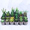 [Suculentas Mini] Planta Suculenta Artificial Bonsái en Maceta de Pulpa de Papel (Maceta Incluida) Adorno Ornamental Imitación de Planta