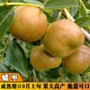 Plántulas Especiales de Azufaifo Grande para Árboles Frutales de Patio, Azufaifos de Invierno Super Dulces de Azúcar de Roca, Plántulas de Azufaifo Pan para Plantar tanto en Regiones del Sur como del Norte