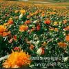 Sementes de Centáurea Perene no Atacado de Várias Regiões, Sementes de Dianthus Multicolores, Flores Medicinais, Flores de Trigo Gigantes, Sementes para Jardinagem