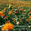 180 Variedades de Sementes de Flores Não Repetitivas, Fáceis de Cultivar em Todas as Estações, Podem Afastar Mosquitos, Adequadas para Varandas Internas e Externas, Distribuição Transfronteiriça