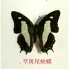 Especímenes Tridimensionales de Mariposas e Insectos Reales para la Educación Científica Infantil en Jardines de Infancia, con Alas Extendidas, Diseño de Estilo Fotográfico 1
