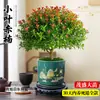 Planta en Maceta de Nanmu Rojo de Hoja Pequeña, Nanmu de Seda Dorada, Bonsái de Tronco Viejo para Escritorio de Oficina, Planta de Floración Todo el Año Fácil de Cuidar, Planta Verde para Estación de Trabajo
