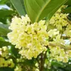 Árvore de Osmanthus Árvore Grande Muda de Osmanthus O Ano Todo Osmanthus Dourado O Ano Todo Osmanthus em Vaso Árvore de Paisagismo para Pátio Planta Árvore de Paisagismo