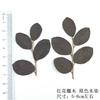 Flor Roja Loropus chinensis Especimen de Planta Flor Seca Hoja Flor Marcador de Libros Lámpara de Mesa Vela Especimen de Hoja Pegatina