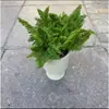 Helecho de Encaje en Maceta Helecho Riñón Malvavisco Helecho Marissa Hoja de Pluma Decoración Divertida Colgante Planta Popular Fácil de Criar