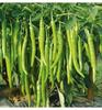 Fabricante Fonte Atacado Sementes de Hortaliças para Primavera, Verão e Outono, Melões e Frutas, Sementes, Sementes de Colza e Hortaliças