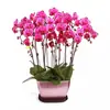 Planta de Phalaenopsis en Maceta con Vara Floral y Capullo Floral Flor Otoño e Invierno Orquídea para Sala de Estar Plántula Grande Planta de Interior Fácil de Mantener en Todas las Estaciones