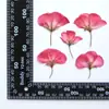 Flores Secas de Geranio Flor Prensada Marcador de Libros DIY Funda de Teléfono con Flor Prensada en Resina Espécimen de Planta Materiales de Flores Secas