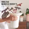 Maceta de Plástico Acampanada para Sala de Estar, Escritorio Sencillo con Anturio Rojo y Planta Verde Árbol del Dinero, Maceta de Falenopsis
