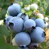 Mudas de Mirtilo F6 Esmeralda, Frutificação Dupla Temporada, Adequadas para Plantio em Regiões do Norte e do Sul, Mudas de Árvore Frutífera em Vasos Originais e Terra, Enviadas com Flores