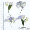 Hortensia de múltiples cabezas con ramas, flor real, flor seca, relieve, material al por mayor, marco de fotos hecho a mano, muestra de planta, marcapáginas, lámpara de escritorio