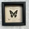 Marco de Fotos con Foto de Espécimen de Mariposa Real Elegante Madera Decorativa Pintura Muebles para el Hogar Marco de Fotos Retro Europeo Mesa Regalo de Cumpleaños