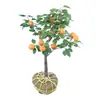 Plántulas de Albaricoque Dulce de Una Pieza para Envío Directo para Plantar en el Norte y Sur, Plantación en las Cuatro Estaciones, Plántulas de Fruta de Albaricoque Injertadas de Fruta Extra Grande, Plantas en Maceta